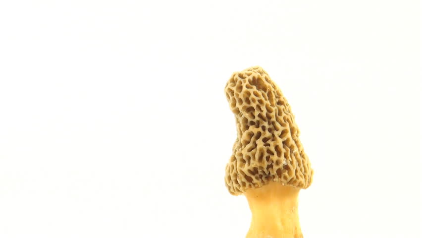 Yellow morel mushroom on white background