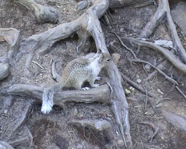 Squirrel on the ground.