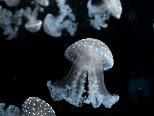 Medusa, jellyfish swimming in sea