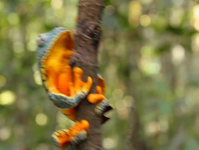 Amazon leaf frog (Cruziohyla craspedopus), Climbing a branch with rainforest background