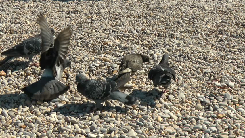Crimean hungry pigeons.