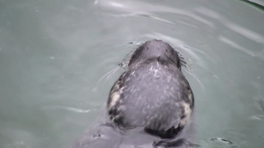 A seal pup in a sanctuary