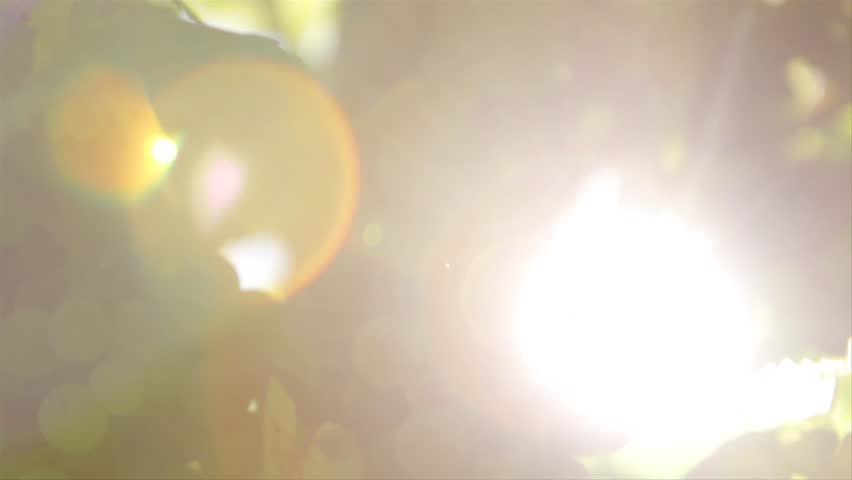 vineyard with lensflare 