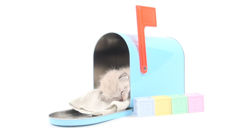 Cute baby kitten taking a nap inside of blue mailbox on white background
