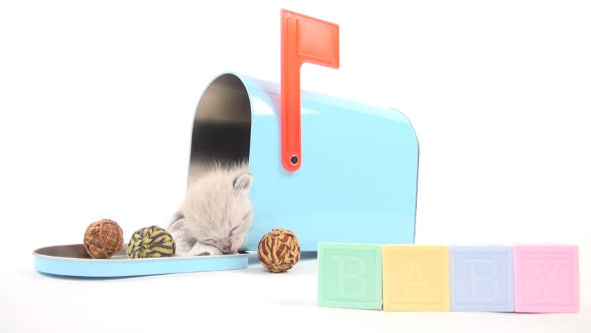 Cute baby kitten taking a nap inside of blue mailbox on white background