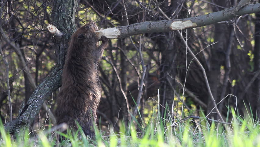 Beaver Eating Branch Montage