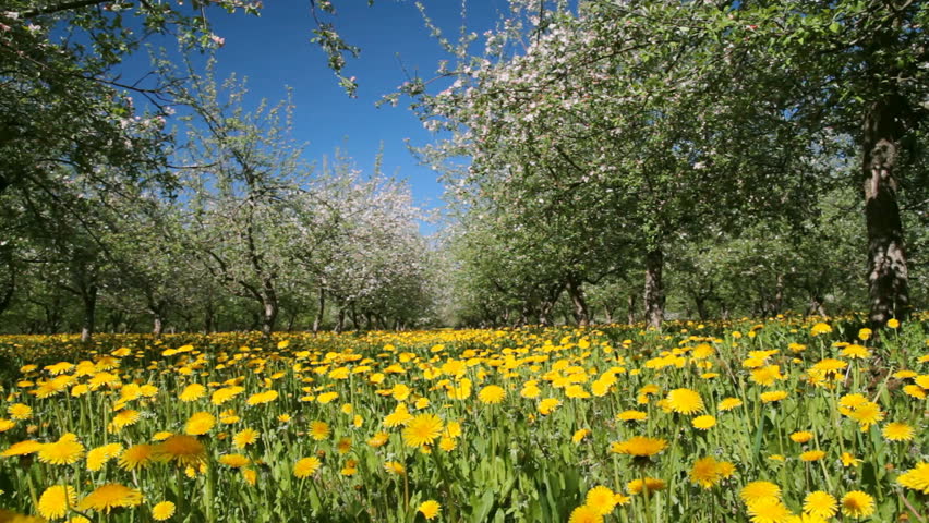 apple garden blossom, dolly