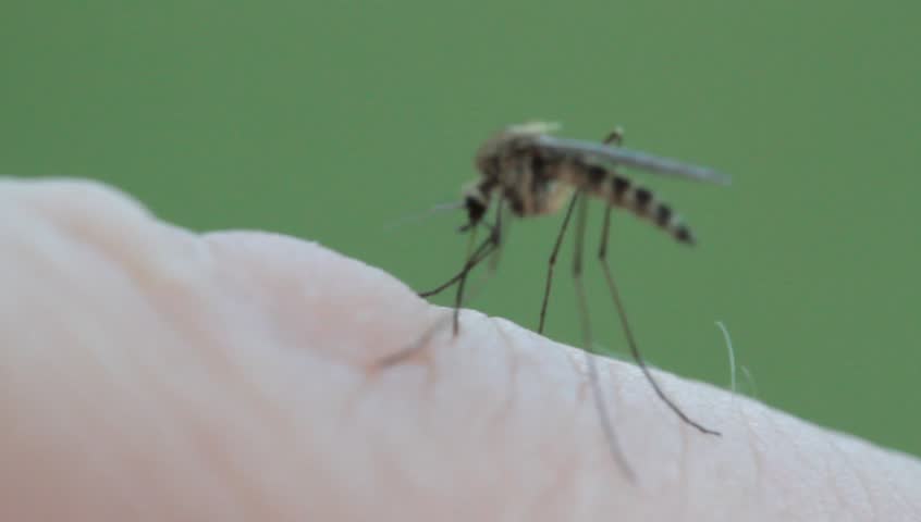 Mosquito sucking blood