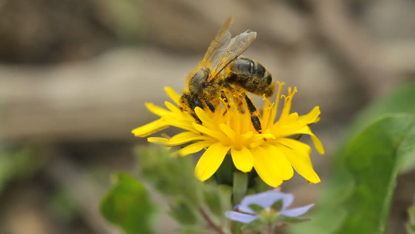 bee collects nectar on a dandelion
