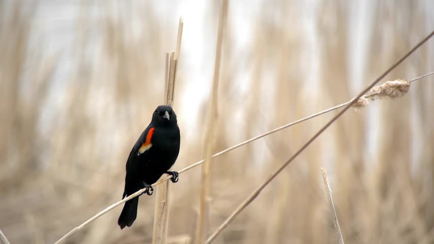 A male red-winged blackbird (Agelaius phoeniceus) on a cattail / reed branch near a pond in springtime.