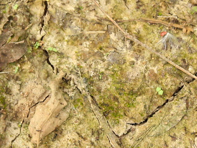 Army ants. A small species on the Pacific coast of Ecuador