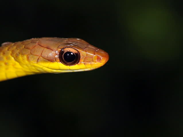 Olive whipsnake (Chironius fuscus). In rainforest, Ecuador