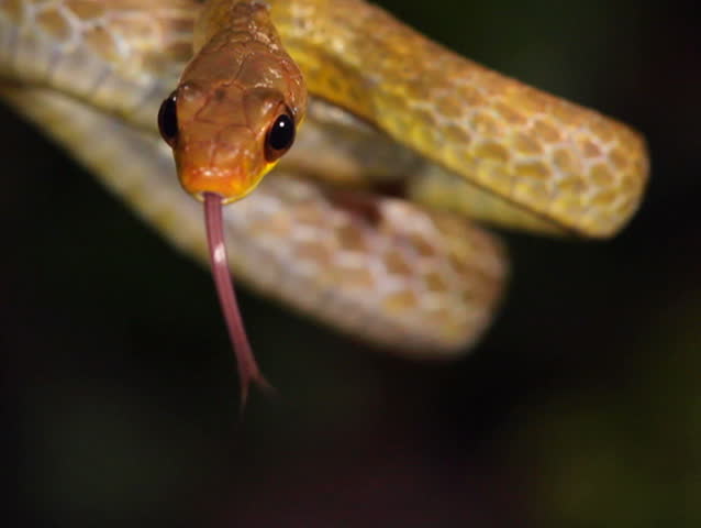 Olive whipsnake (Chironius fuscus). In rainforest, Ecuador