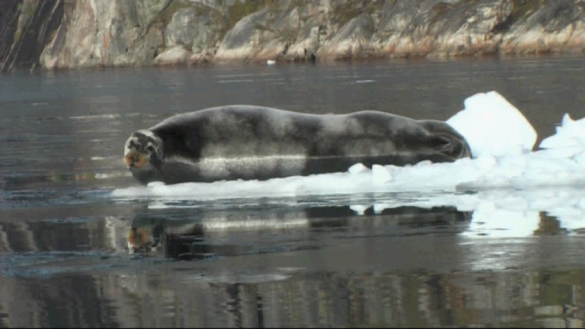 Header of bearded seal