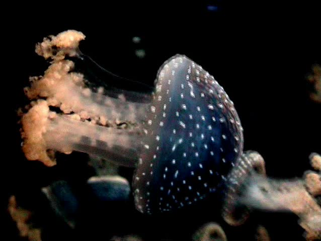 Medusa, jellyfish swimming in ocean