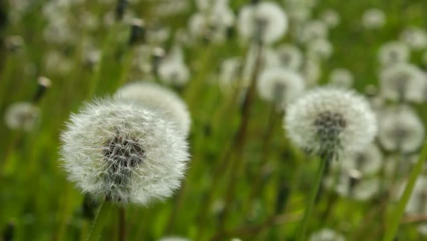 White dandelion swayed slightly in the wind