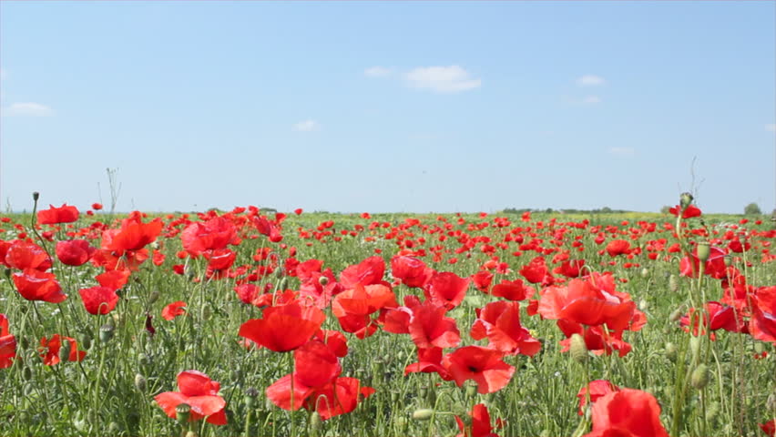 meadow with poppy flowers