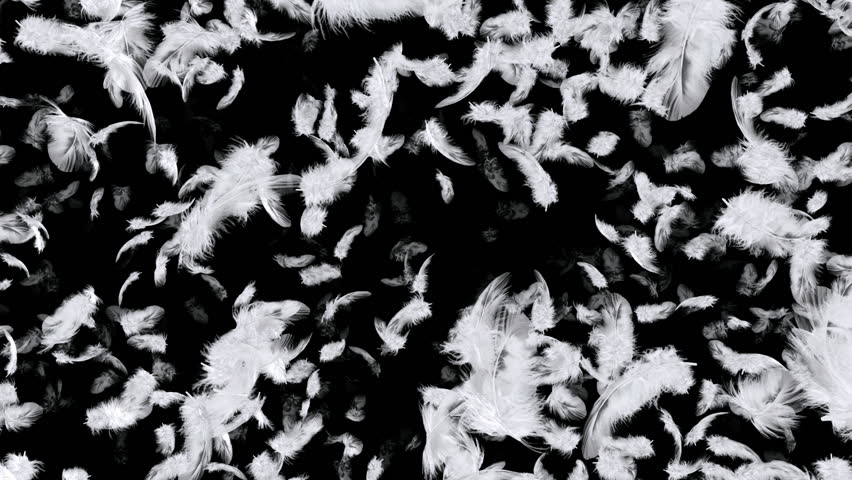 Falling feathers 