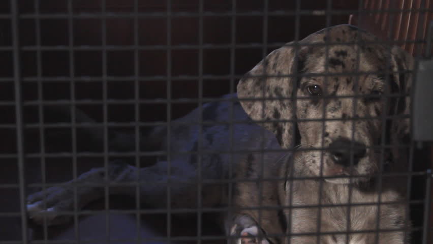 Great Dane Puppy in a cage 
