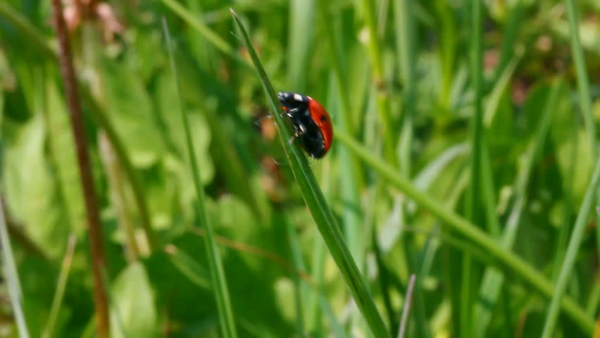 ladybug on green grass macro