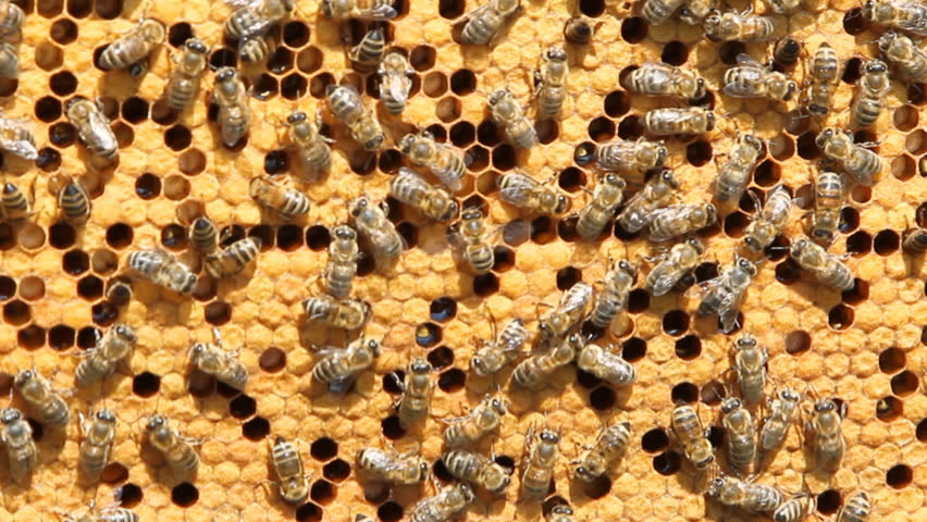 swarm of bees produce honey