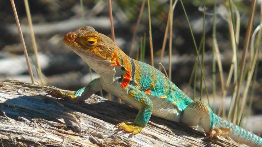Lizard, Utah, USA