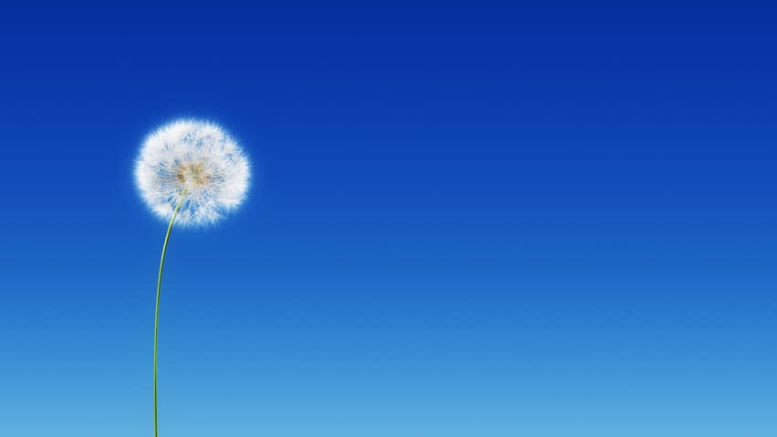 Dandelion Blue Gradient (with Matte). Dandelion on the wind. You can change background or add graphics to this clip, using attached luma matte.