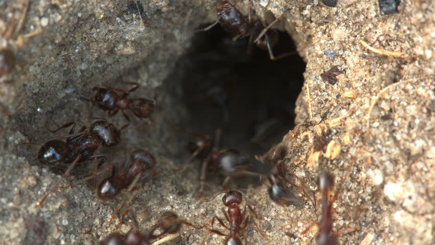 ants. Timelapse. 