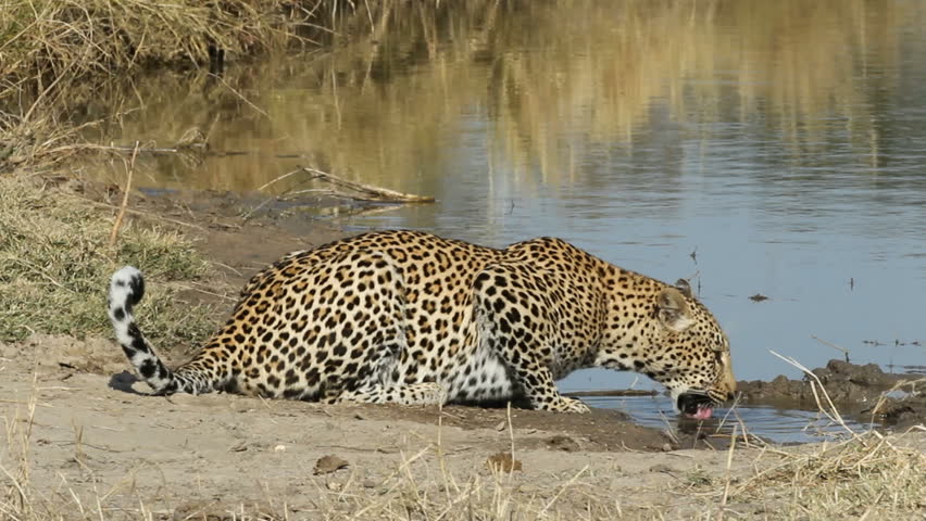 Leopard (Panthera pardus) drinking water at a waterhole, South Africa