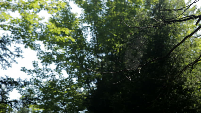 a spider web in morning sun in the woods