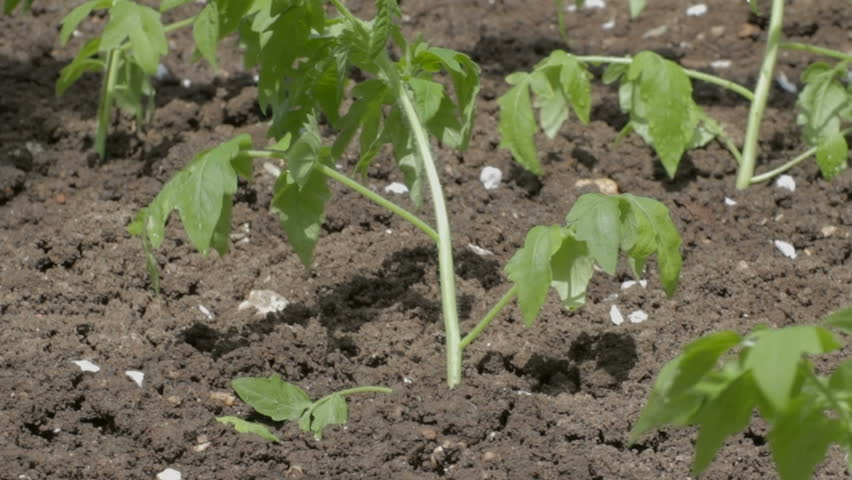 Liberally pouring fresh tomato seedlings. Notably quickly the soil absorbs water. 