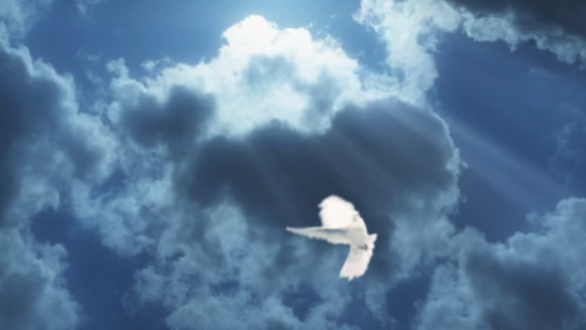 Composition with dove in the cloudy sky.