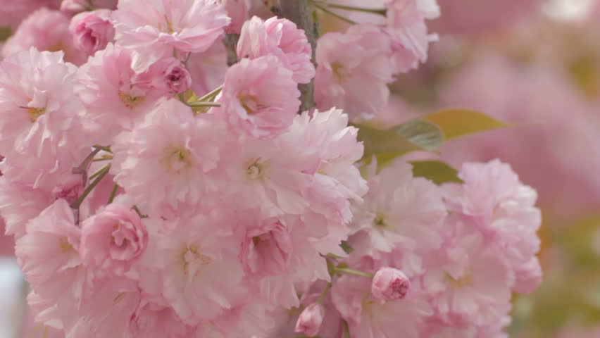 Close-up of beautiful sakura branch with bushy charming pink petals trembling on wind. 