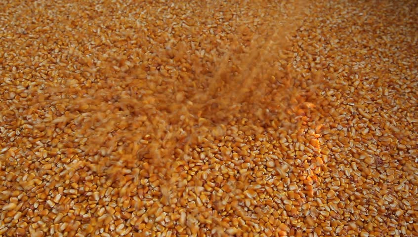 Corn kernels shelling pile