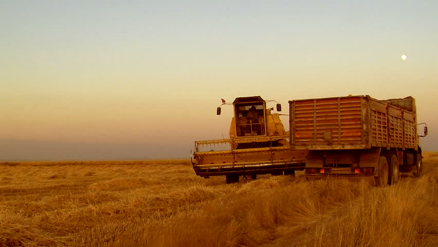 wheat harvest