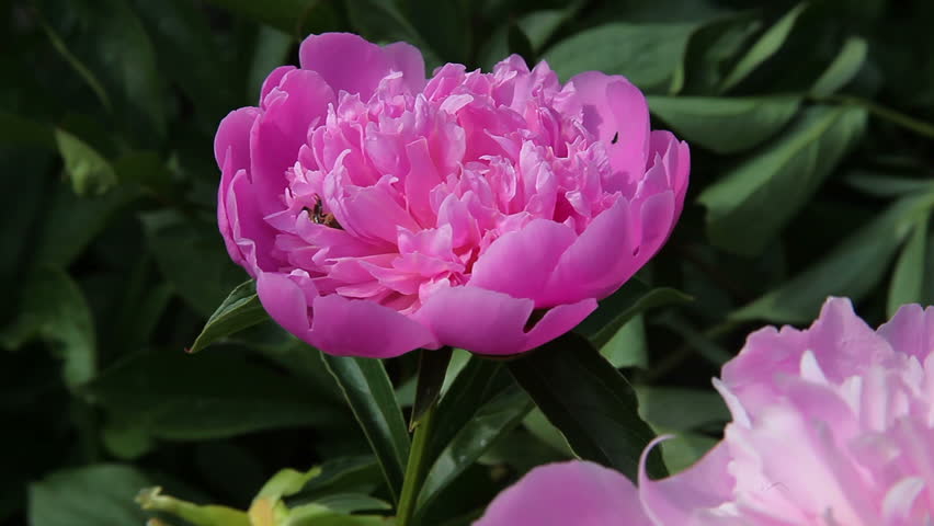 HD of honeybee crawling in a pink peony flower