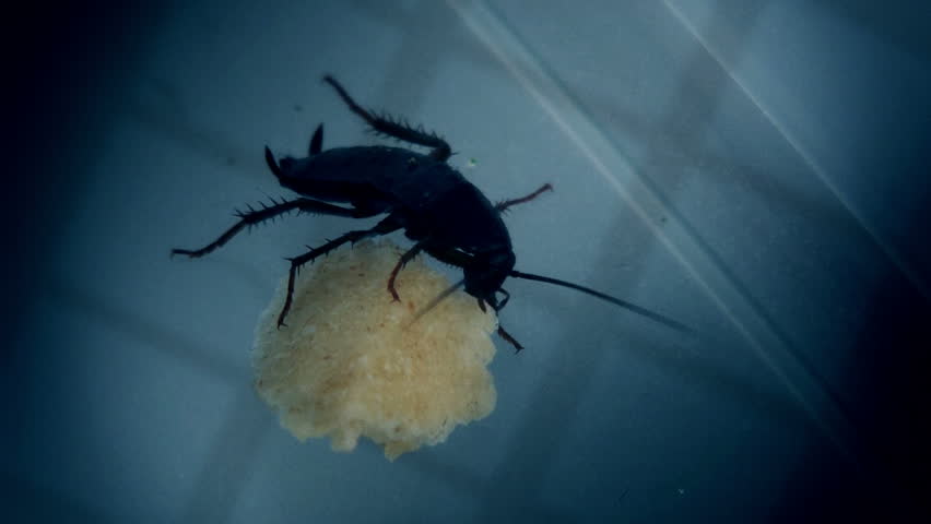 A Cockroach eats bread.