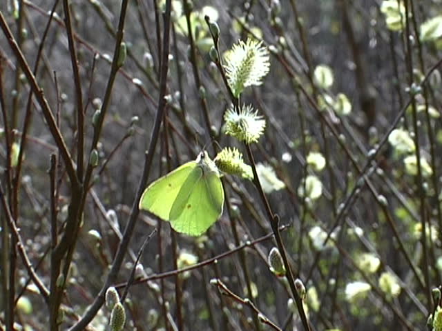 butterfly on catkin 