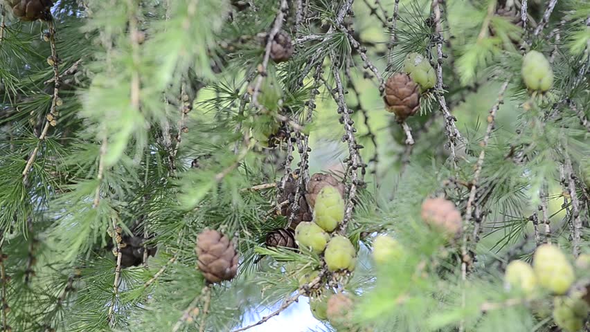 Cones on tree