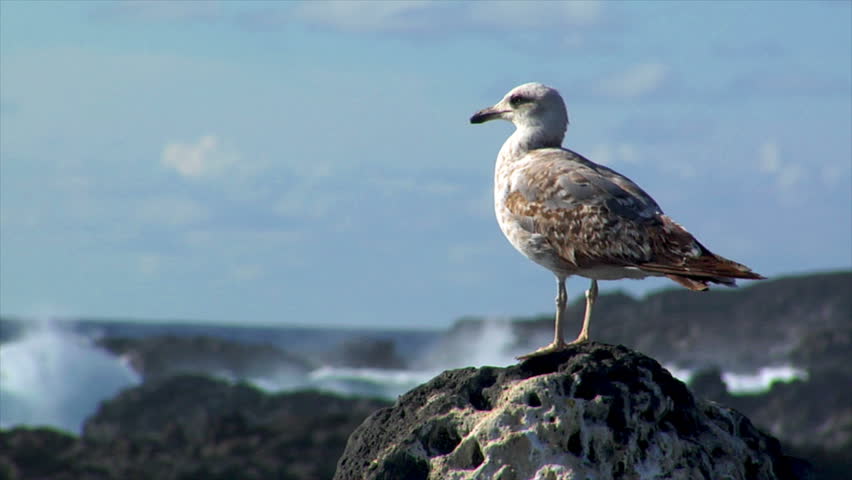 seagull with havy surf in background