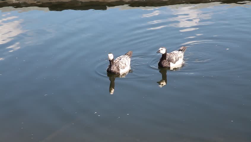Ducks in water Full HD