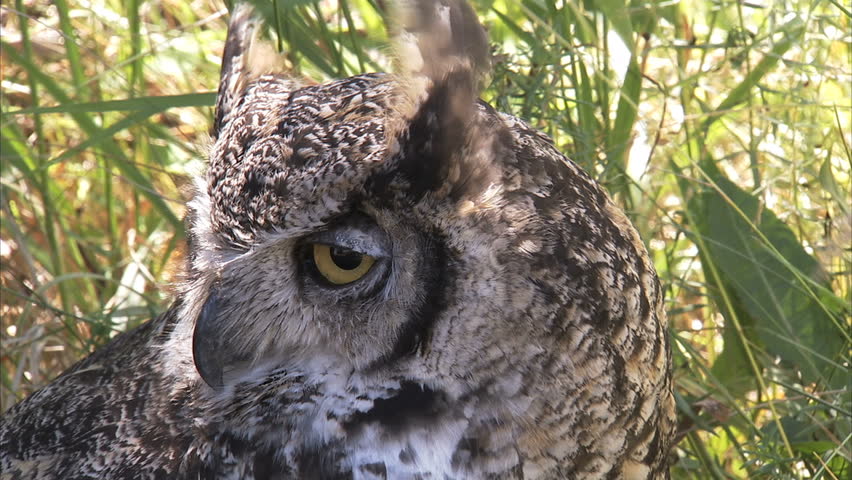 Great Horned Owl