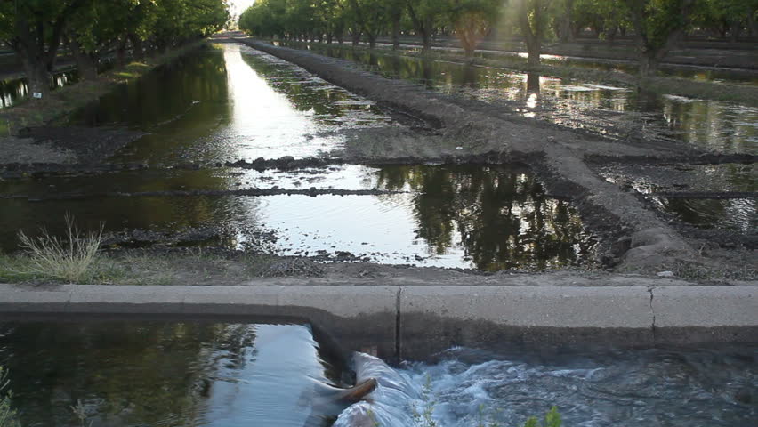 Water flows from channel through irrigation lines, soaks soil around pecan trees, creating beautiful, late afternoon scenic. 1080p