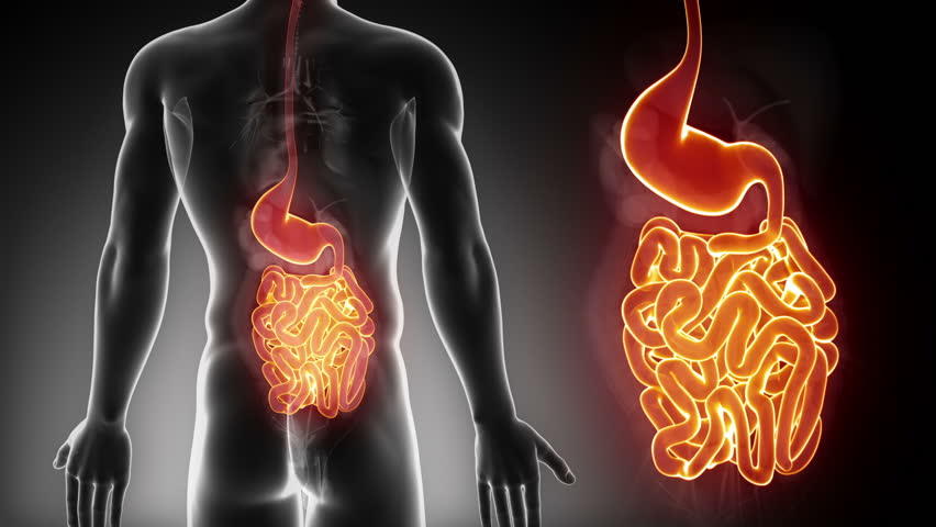 Detailed view - Male GUTS anatomy in x-ray