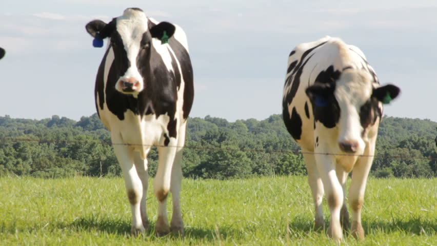 Dairy cows in field