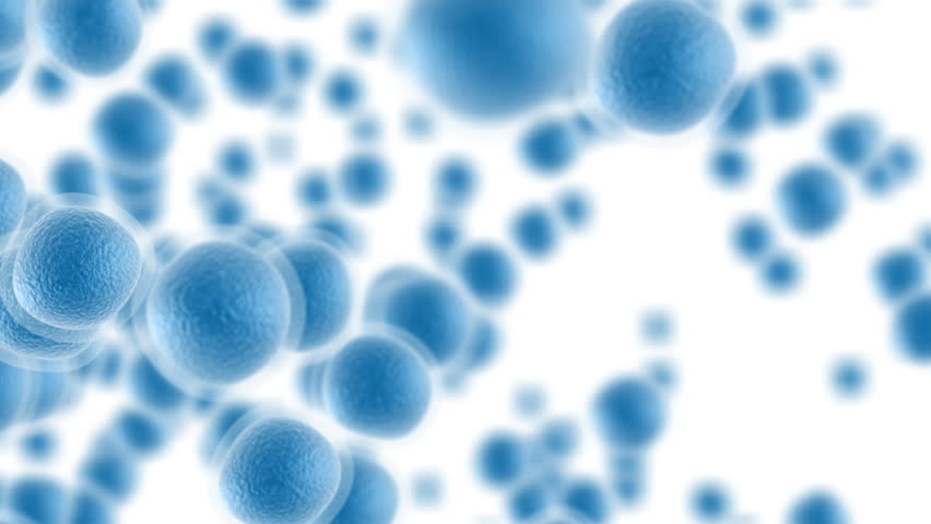Human Egg cells 