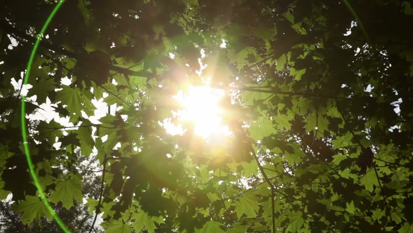 Sunlight breaks through the green leaves of maple, which sways in the wind 