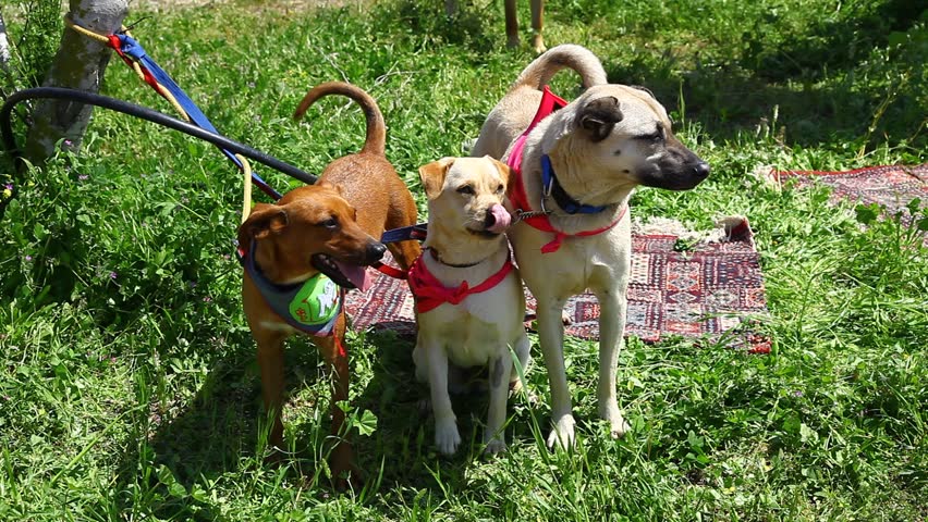 Dog adoption fair. Dogs waiting for daddy
