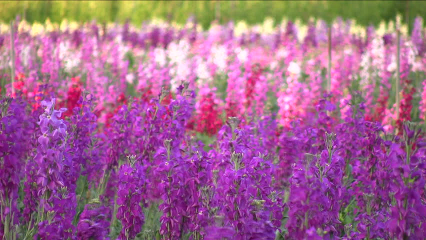 Field of flowers blowing in the breeze.

