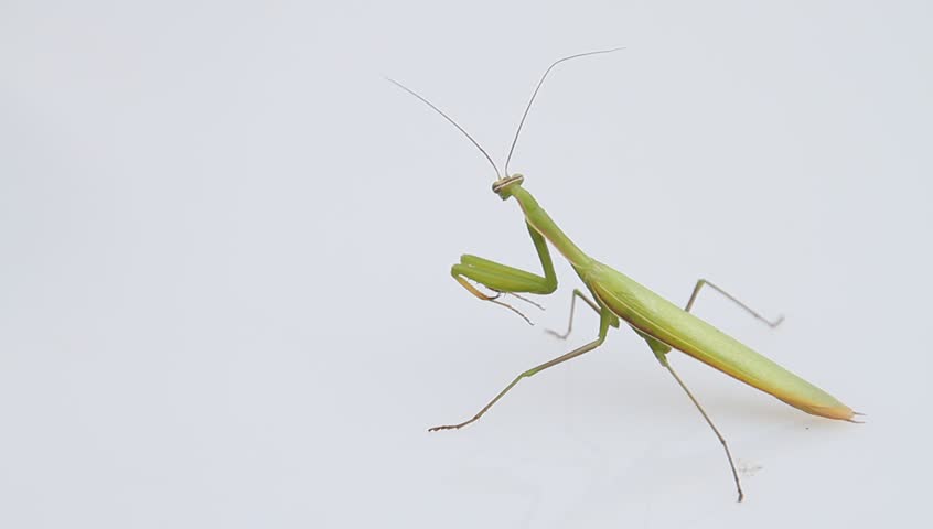 Short flight of a European praying mantis